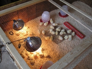 Выведение цыплят в инкубаторе