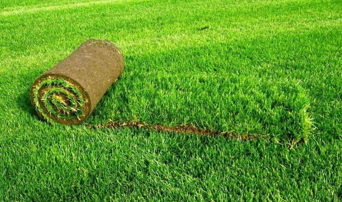 Рулонный газон: стоит ли такая красота дорогих вложений?
