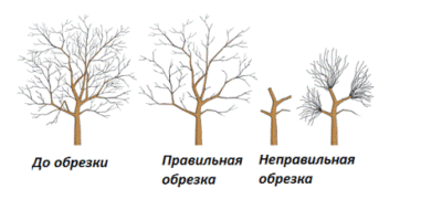 Способы обрезки деревьев