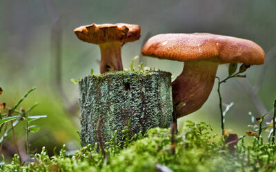 Деревоокрашивающие грибы